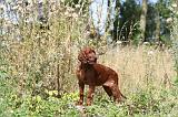 SETTER IRLANDAIS 089